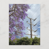 Carte Postale Jacaranda bleu violet (Devant)
