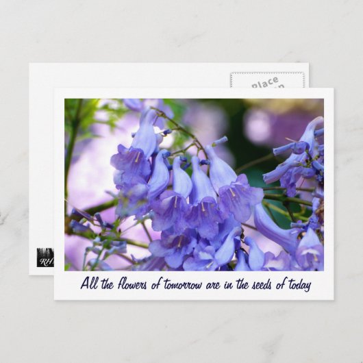 Carte Postale Jacaranda Blossoms (Devant / Derrière)