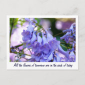 Carte Postale Jacaranda Blossoms (Devant)
