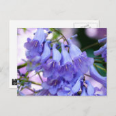 Carte Postale Jacaranda Blossoms (Devant / Derrière)