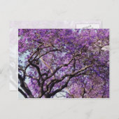 Carte Postale Jacaranda dans les fleurs de printemps (Devant / Derrière)