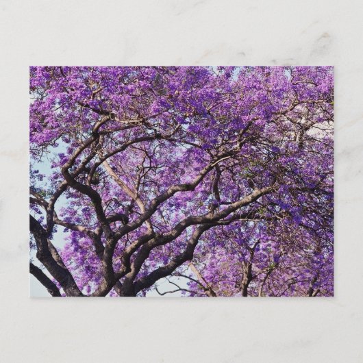 Carte Postale Jacaranda dans les fleurs de printemps (Devant)