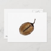 Carte Postale Jacaranda Pod (Devant / Derrière)