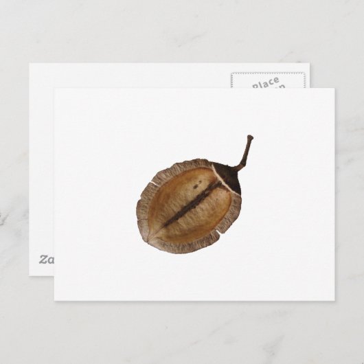 Carte Postale Jacaranda Pod (Devant / Derrière)