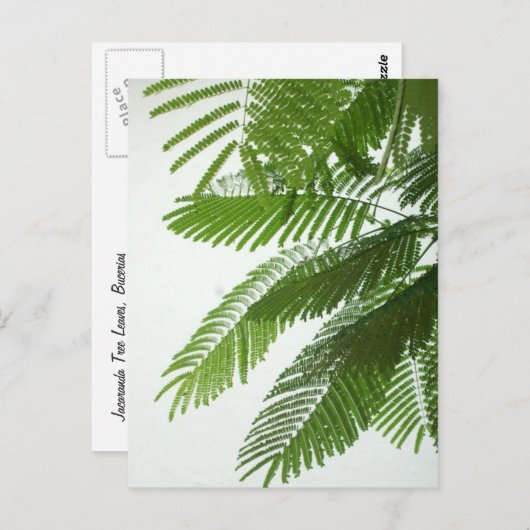 Carte Postale Jacaranda Tree Feuilles (Devant / Derrière)