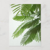 Carte Postale Jacaranda Tree Feuilles (Devant)
