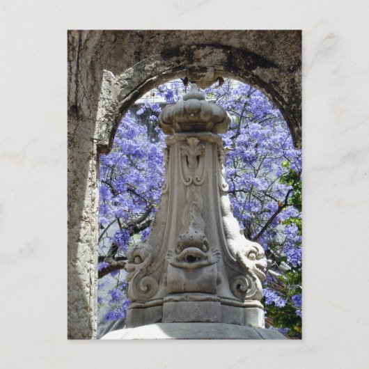 Carte Postale Jacarandi (Devant)