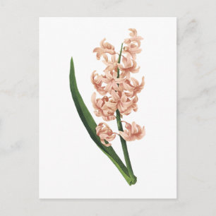 Carte Postale jacinthe de jardin (Hyacinthus orientalis) par Red