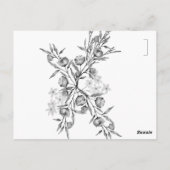 Carte Postale Jacinthe des bois  (Dos)