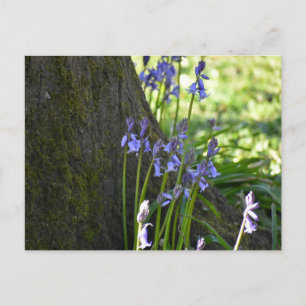 Carte Postale Jacinthes des bois