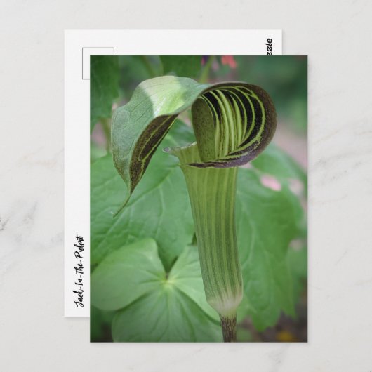 Carte postale Jack-In-The-Pulpit (Devant / Derrière)