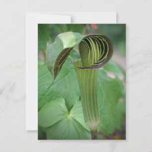Carte postale Jack-In-The-Pulpit