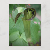 Carte postale Jack-In-The-Pulpit (Devant)