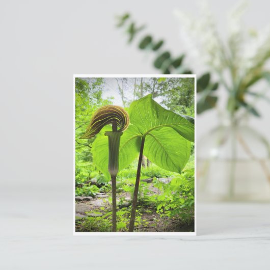 Carte postale Jack-In-The-Pulpit (Debout devant)