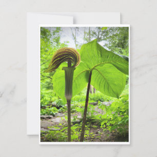 Carte postale Jack-In-The-Pulpit