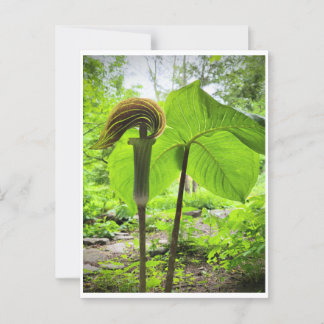 Carte postale Jack-In-The-Pulpit