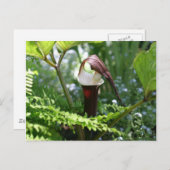 Carte Postale Jack In The Pulpit Flower Photograph (Devant / Derrière)