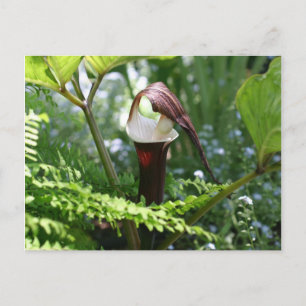 Carte Postale Jack In The Pulpit Flower Photograph