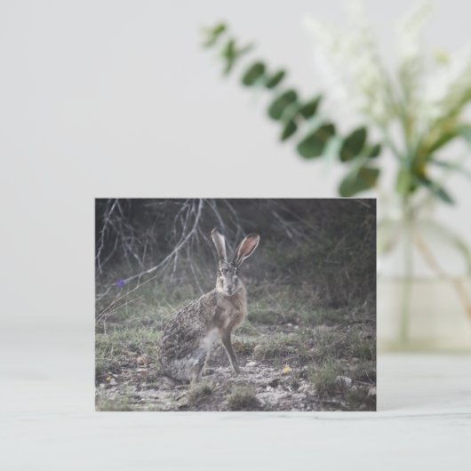 Carte Postale Jack Rabbit (Debout devant)