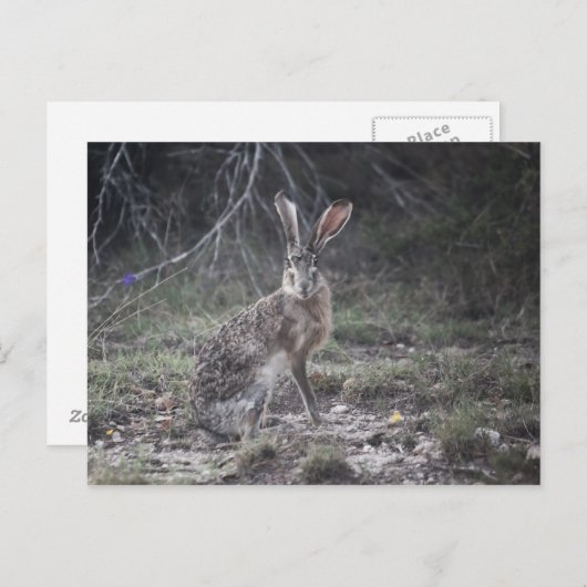 Carte Postale Jack Rabbit (Devant / Derrière)