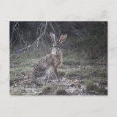 Carte Postale Jack Rabbit (Devant)