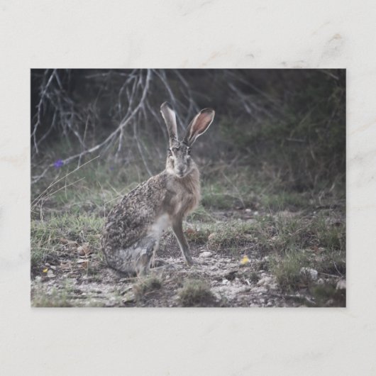 Carte Postale Jack Rabbit (Devant)