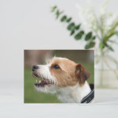 Carte Postale jack russel terrier (Debout devant)