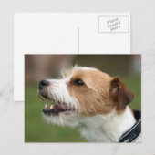 Carte Postale jack russel terrier (Devant / Derrière)