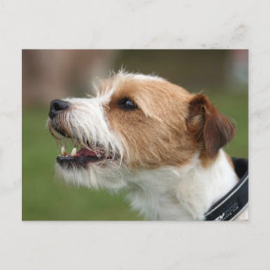 Carte Postale jack russel terrier