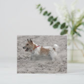 Carte Postale jack russel terrier (Debout devant)