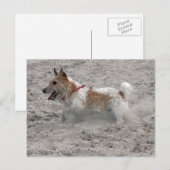 Carte Postale jack russel terrier (Devant / Derrière)