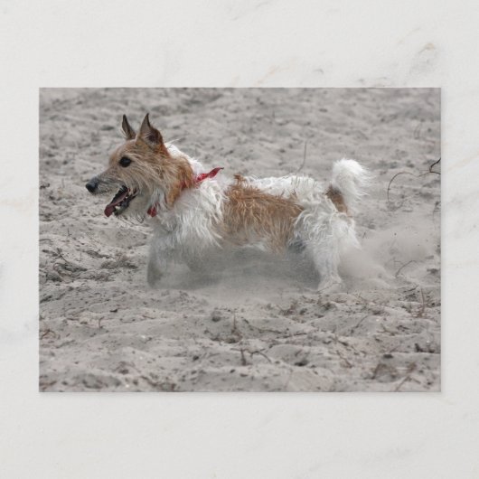 Carte Postale jack russel terrier (Devant)