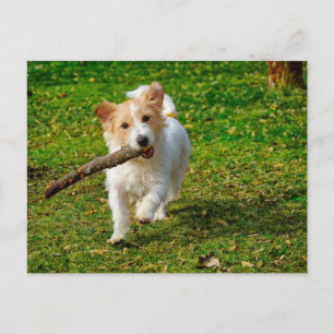 Carte Postale Jack Russel Terrier chien avec photo en bâton
