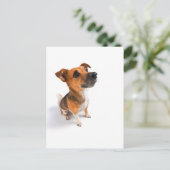 Carte Postale Jack Russell (Debout devant)