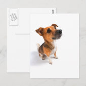 Carte Postale Jack Russell (Devant / Derrière)