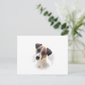 Carte postale Jack Russell (Debout devant)