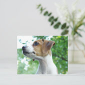 Carte postale Jack Russell Dog (Debout devant)