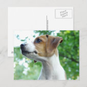 Carte postale Jack Russell Dog (Devant / Derrière)
