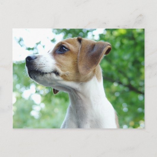 Carte postale Jack Russell Dog (Devant)