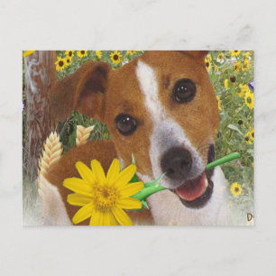 Carte Postale Jack Russell Le Garçon de maman