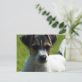 Carte postale Jack Russell Puppy (Debout devant)