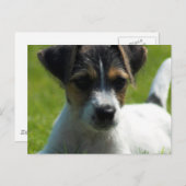 Carte postale Jack Russell Puppy (Devant / Derrière)