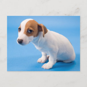 Carte Postale Jack Russell Puppy