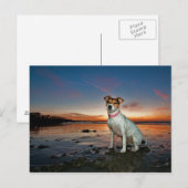 Carte Postale Jack Russell Sitting Beach | Brighton Beach (Devant / Derrière)