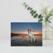 Carte Postale Jack Russell Sitting Beach | Brighton Beach (Debout devant)