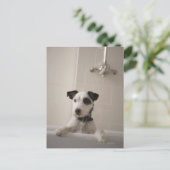 Carte Postale Jack russell terrier. (Debout devant)
