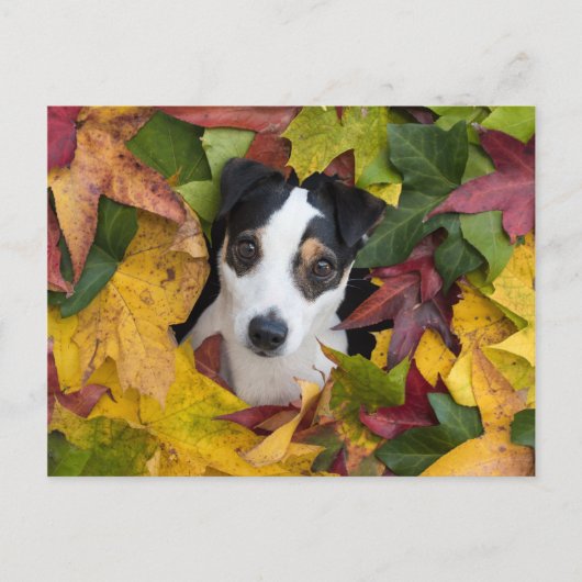 Carte Postale Jack Russell Terrier (Devant)