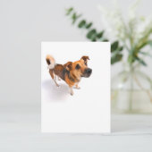 Carte Postale Jack Russell terrier (Debout devant)