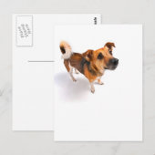 Carte Postale Jack Russell terrier (Devant / Derrière)
