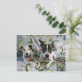 Carte Postale Jack Russell Terrier (Debout devant)